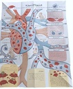 أطلس جسم الإنسان extra image $6